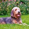 Otterhound diamond paintings