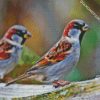 Passer Birds diamond painting