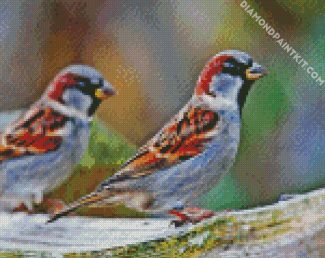 Passer Birds diamond painting