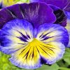 Blue And Yellow Pansy diamond painting