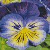 Blue And Yellow Pansy diamond painting