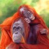 Orangutan Mother And Son diamond painting