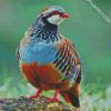 Partridge diamond painting