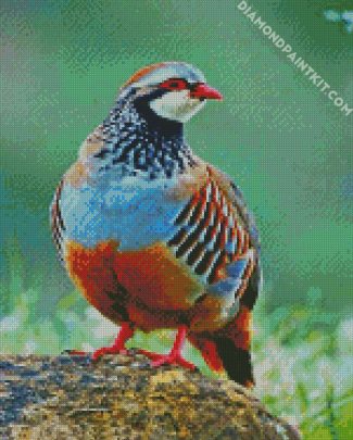 Partridge diamond painting