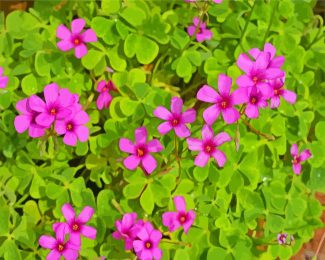 Purple Oxalis diamond painting