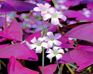 white oxalis flowers diamond painting