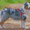 Australian Shepherd Aussie diamond paintings