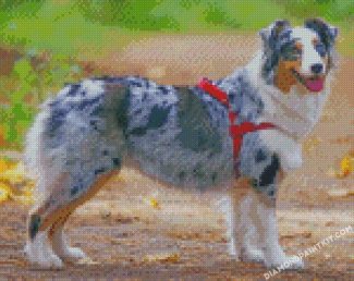 Australian Shepherd Aussie diamond paintings