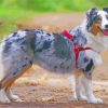 Australian Shepherd Aussie diamond painting