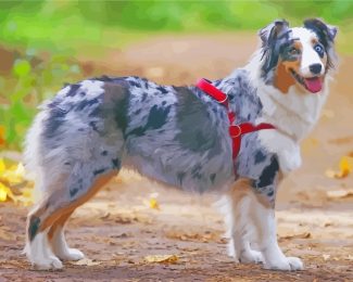 Australian Shepherd Aussie diamond painting