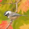 Black Capped Chickadee Bird diamond painting