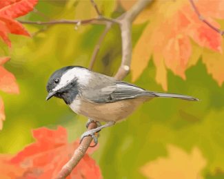 Black Capped Chickadee Bird diamond painting