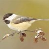 Carolina chickadee Bird diamond painting