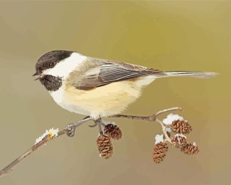 Carolina chickadee Bird diamond painting