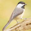 Carolina chickadee diamond painting