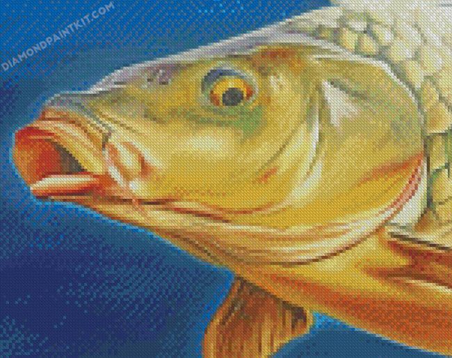 Carp Fish Head diamond paintings