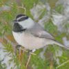 Chickadee Bird In Snow diamond paintings