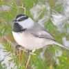 Chickadee Bird In Snow diamond painting