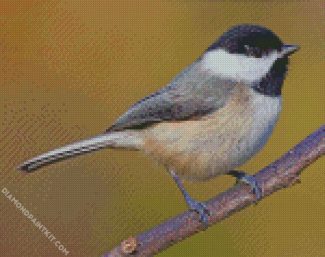 Chickadee Bird diamond paintings