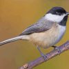 Chickadee Bird diamond painting