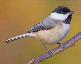 Chickadee Bird diamond painting