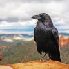 Common raven diamond painting