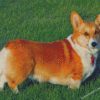 Corgi Dog Puppy diamond paintings