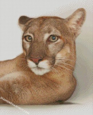 Cougar Animal diamond paintings