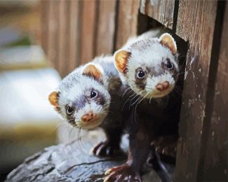 Ferret diamond painting