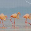 Flamingos Birds diamond paintings