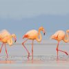 Flamingos Birds diamond painting