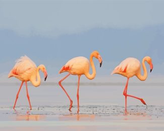 Flamingos Birds diamond painting