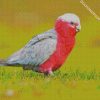 Galah bird diamond paintings