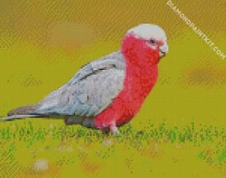 Galah bird diamond paintings