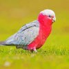 Galah bird diamond painting