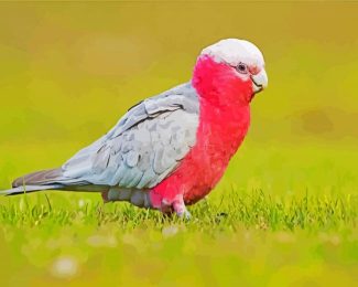 Galah bird diamond painting