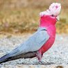 Galah diamond painting