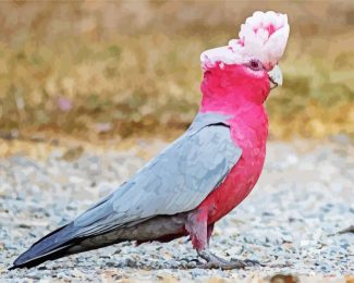 Galah diamond painting