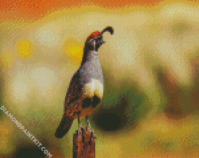 Gambel bird animal diamond paintings