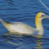 Gannet bird diamond paintings