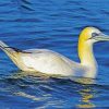 Gannet bird diamond painting