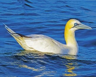 Gannet bird diamond painting