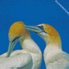 Gannets birds diamond paintings