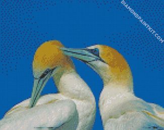 Gannets birds diamond paintings