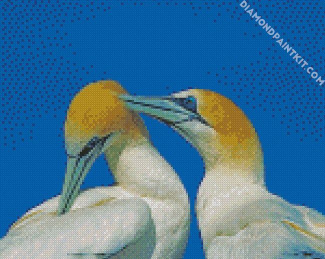 Gannets birds diamond paintings