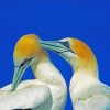 Gannets birds diamond painting