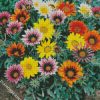 Gazania flowers diamond paintings