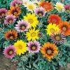 Gazania flowers diamond painting