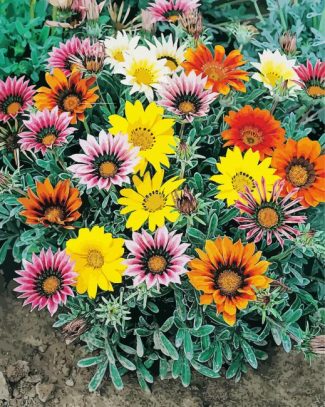 Gazania flowers diamond painting