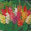 Gladiolus flowers diamond paintings